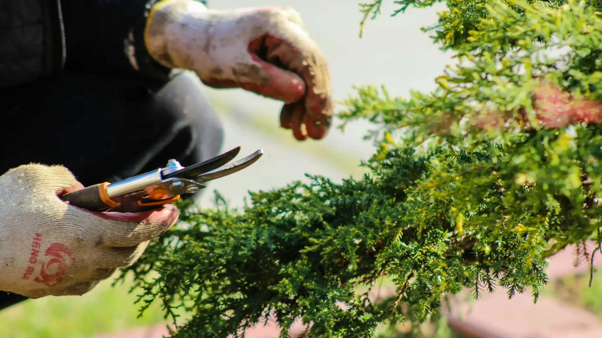 person trimming some conifer tree